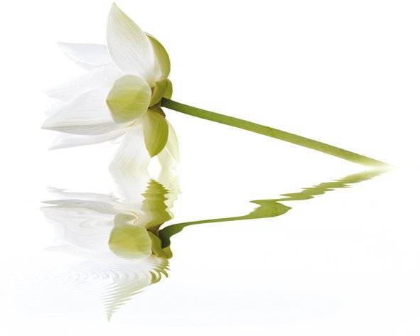 Панно Cerrol City White Lilies 40x50